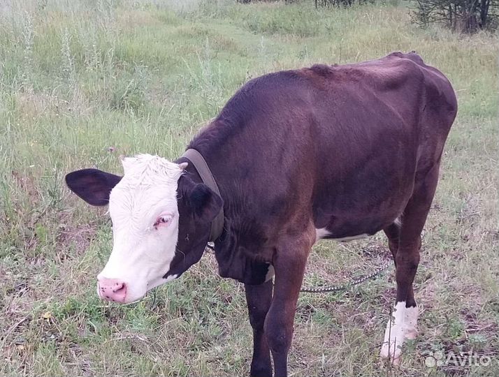 Телка, 8 месяцев