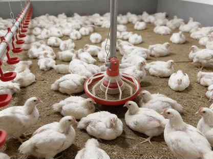 Бройлеры живым весом, Москва