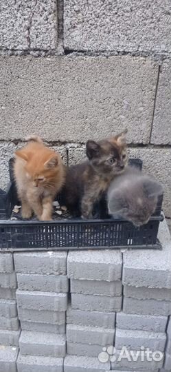 Котята в добрые руки бесплатно