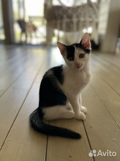 Котенок крысолов