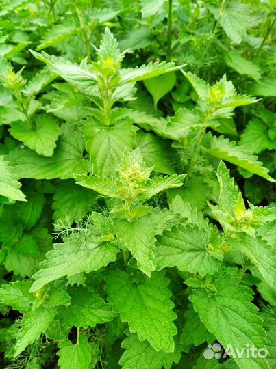 Мята, Мелисса, Пустырник, Иван-чай