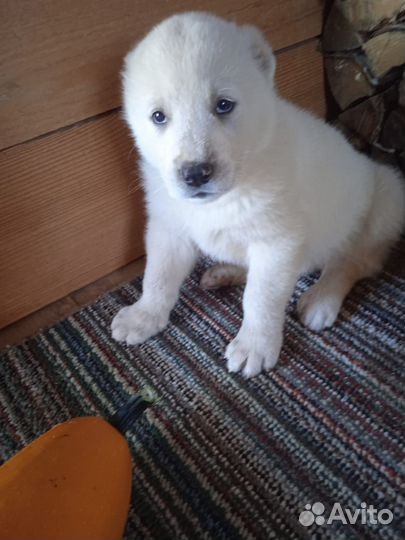 Щенки Туркмены