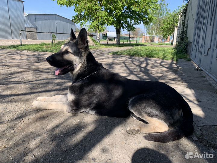 Кабель вео вязка