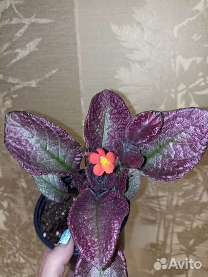 Эписции часть 1