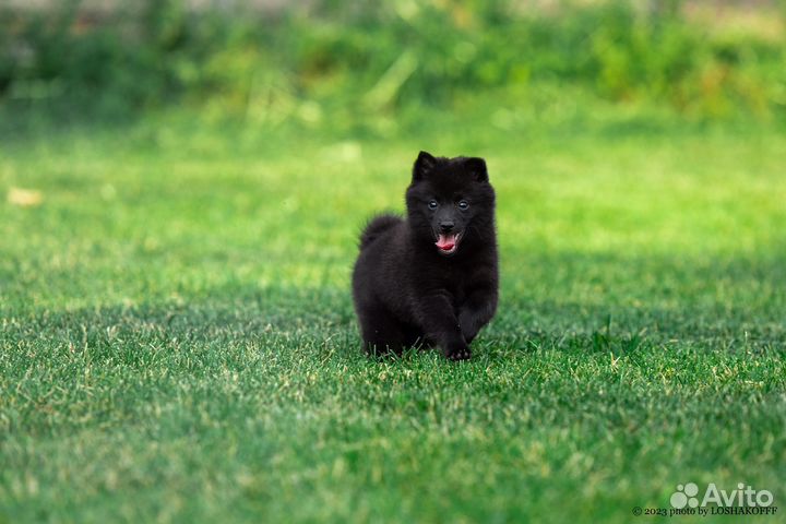 Щенки шипперке