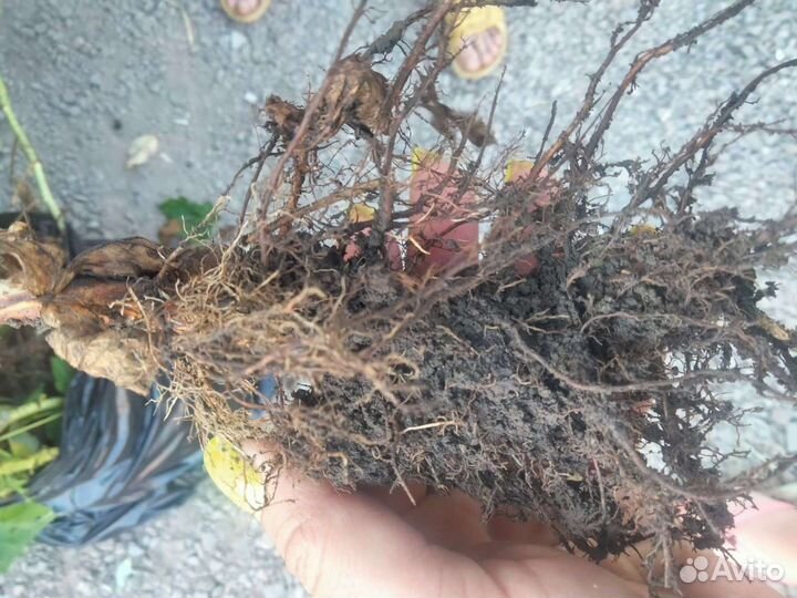 Саженцы малины