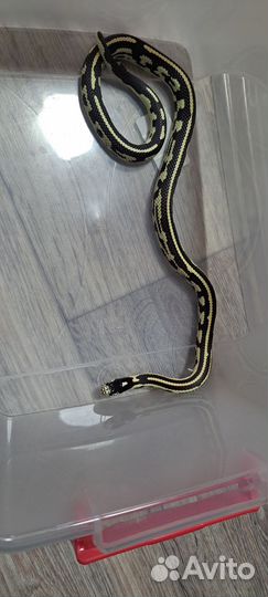 Королевская змея