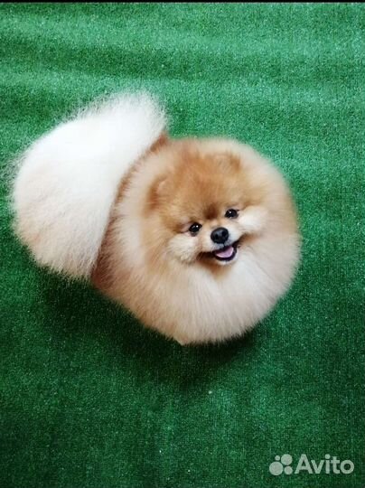 Чистокровные щенки померанца из питомника