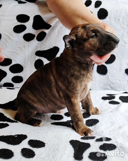 Щенки стандартного бультерьера