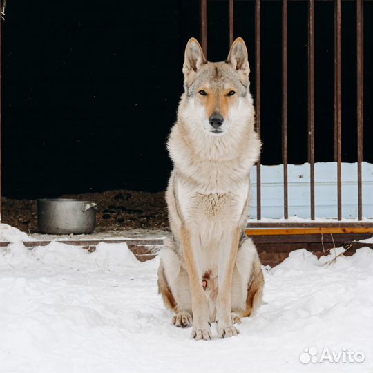 Чехословацкая волчья собака, щенки, влчак, волк