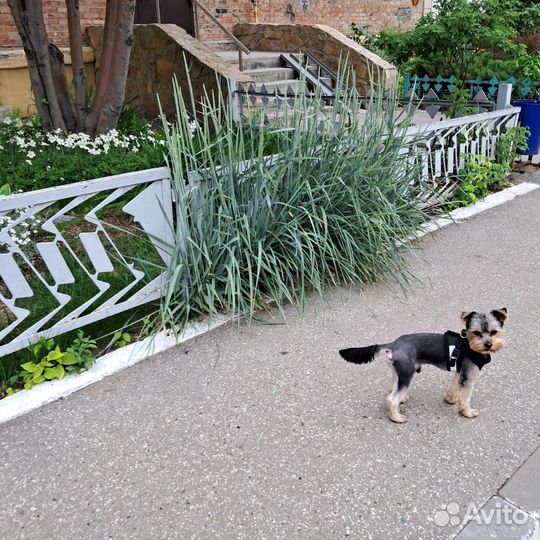 Йорк стандарт