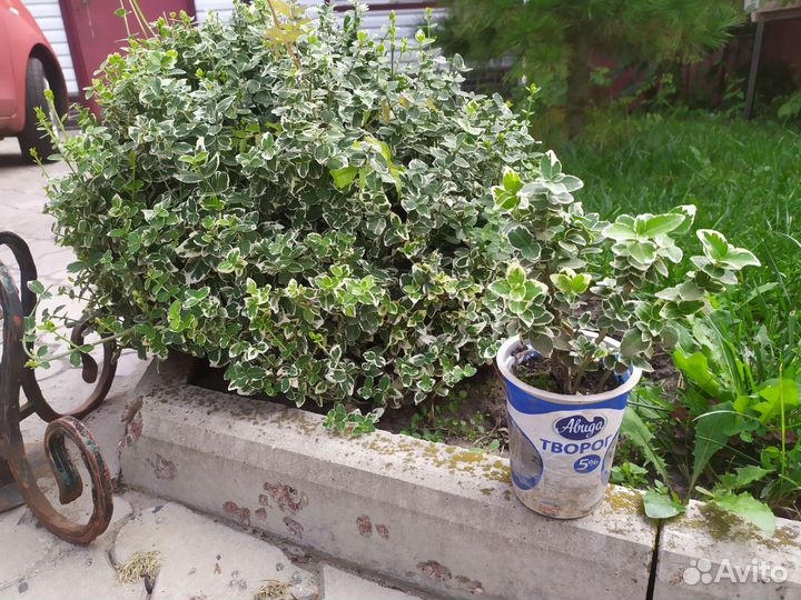 Вечнозелёный кустарник