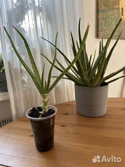 Цветок алоэ вера