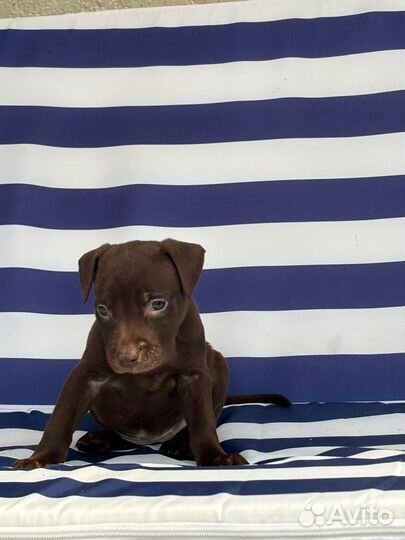 Щенки питбультерьера