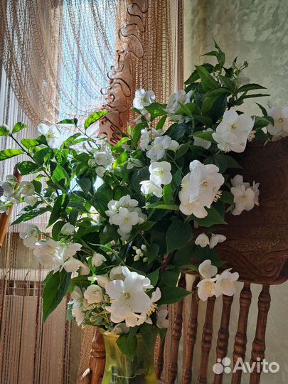 Саженцы махрового жасмина