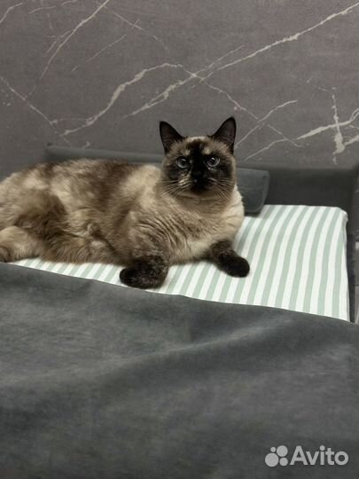 Кровать лежанка для животных / кошки