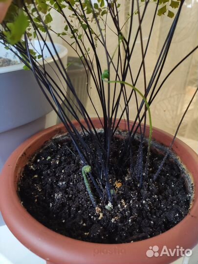 Папоротник Адиантум, спатифиллум, фикус