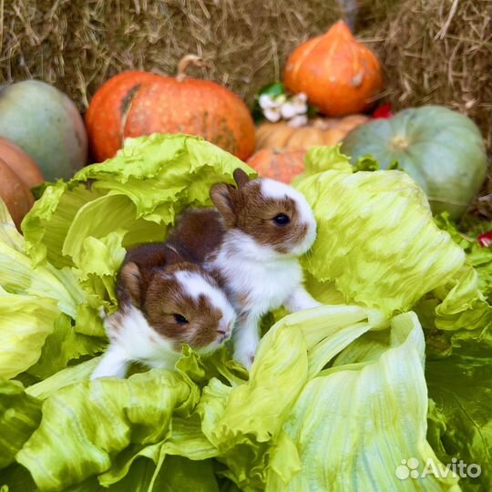 Кролики домашние ручные