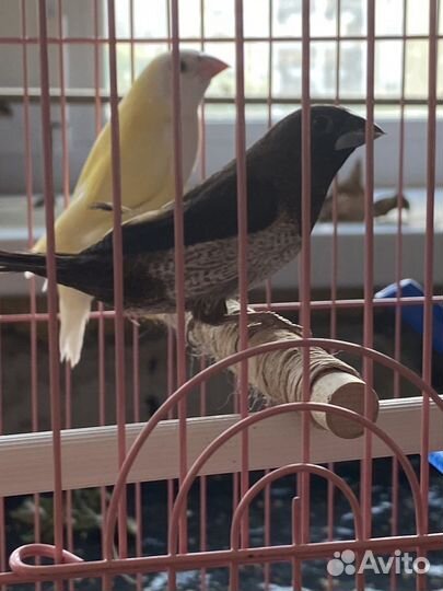 Японская чешуйчатая амадина 2 самца и самка