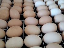 Инкубационное яйцо бройлера, не�сушек разной породы