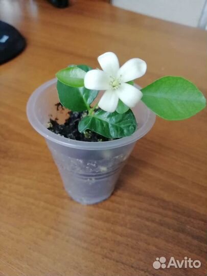 Муррайя, калатея