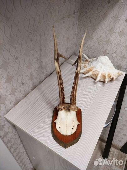 Ракушка,коралл,китовый ус