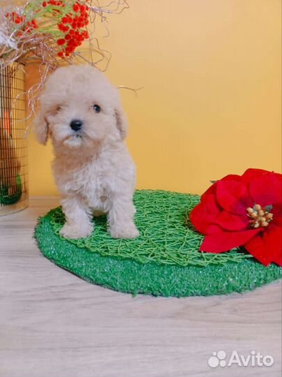 Мальтезе mini мальчики