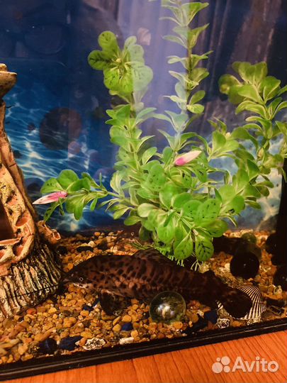 Аквариум с рыбками