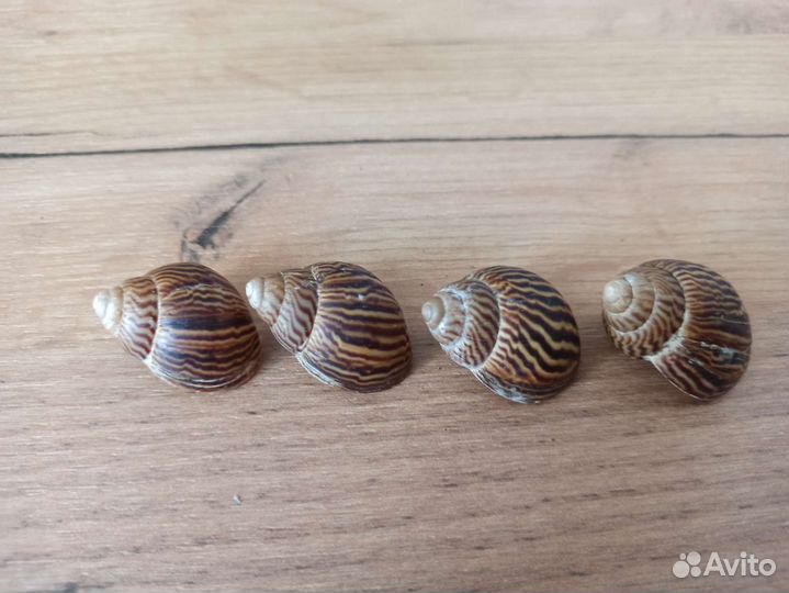 Морская раковина