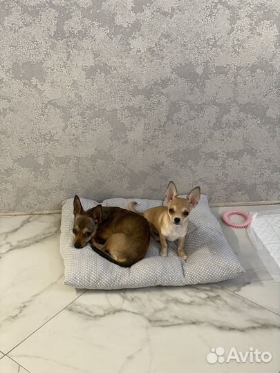 Передержка мелких собак