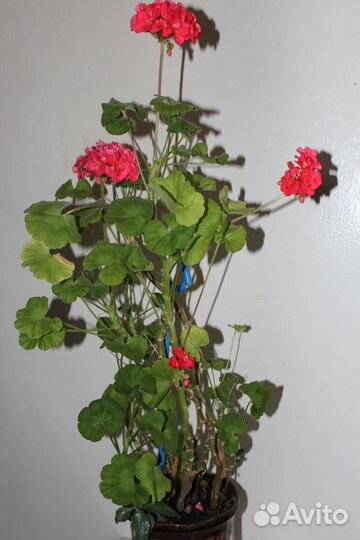 Денежное дерево