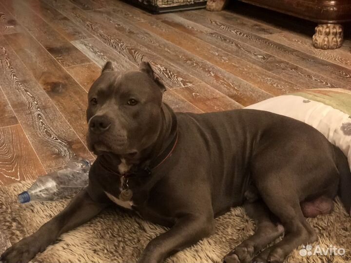 Американский булли XL, амбулли для вязки