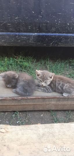 Два котёнка, девочка и мальчик