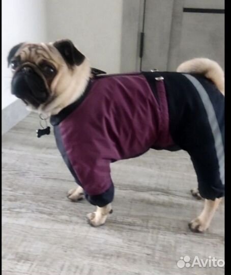 Дождевик для собак