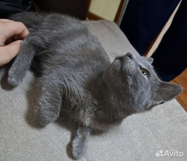 Котёнок