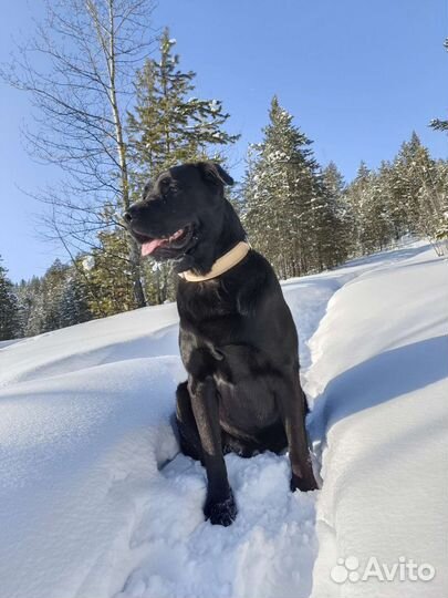 Кобель лабрадора вязка