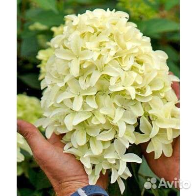 Гортензия метельчатая Скайфолл