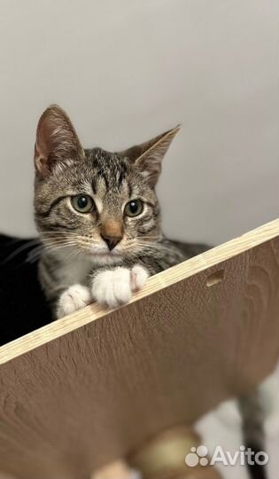 Невероятная полосатая милота мальчик девочка 4,5 м