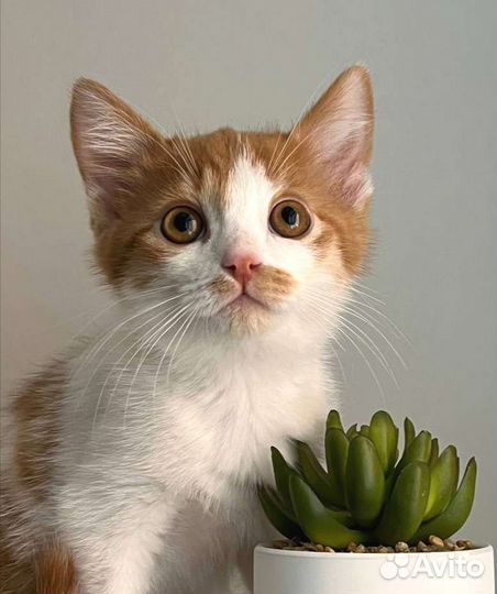 Мальчик 2,5 мес