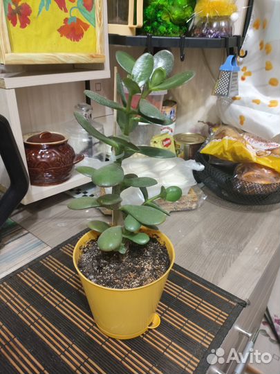Толстянка,денежное дерево