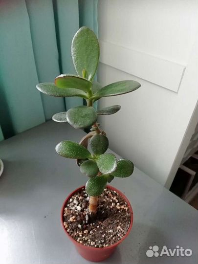 Крассула толстянка