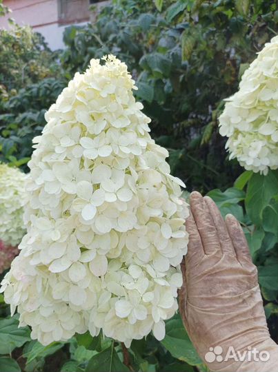 Гортензия Полярный медведь