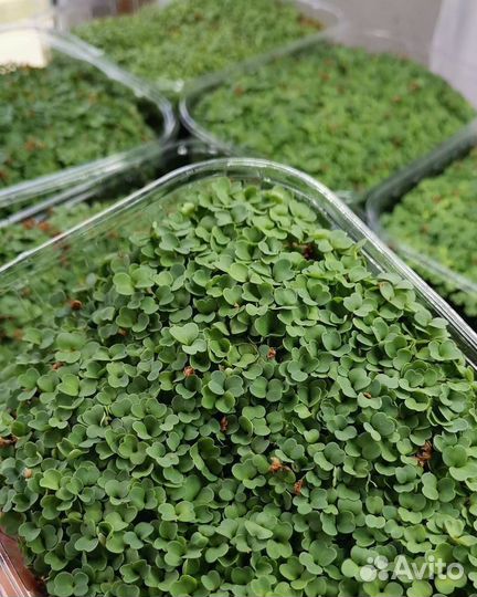 Микрозелень