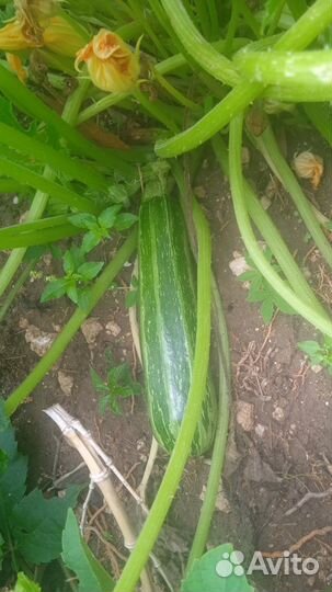 Домашние огурцы,кабачки,цукини
