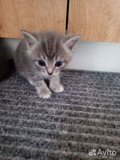 Котенок девочка 1 месяц