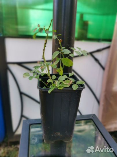 Роза плетистая Экзельца