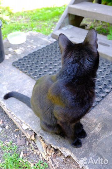 Молодой бомбейский кот ищет дом