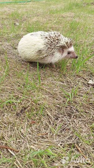 Продам ежа