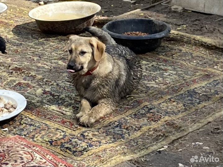 Щенки в добрые руки