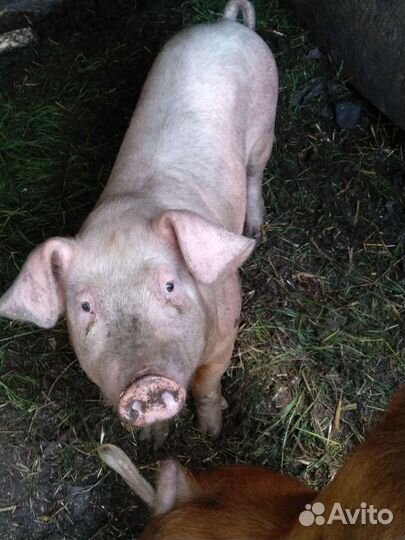 Поросята См-1 и хряк Дюрок на племя